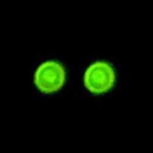 Meet your Posher, Sean